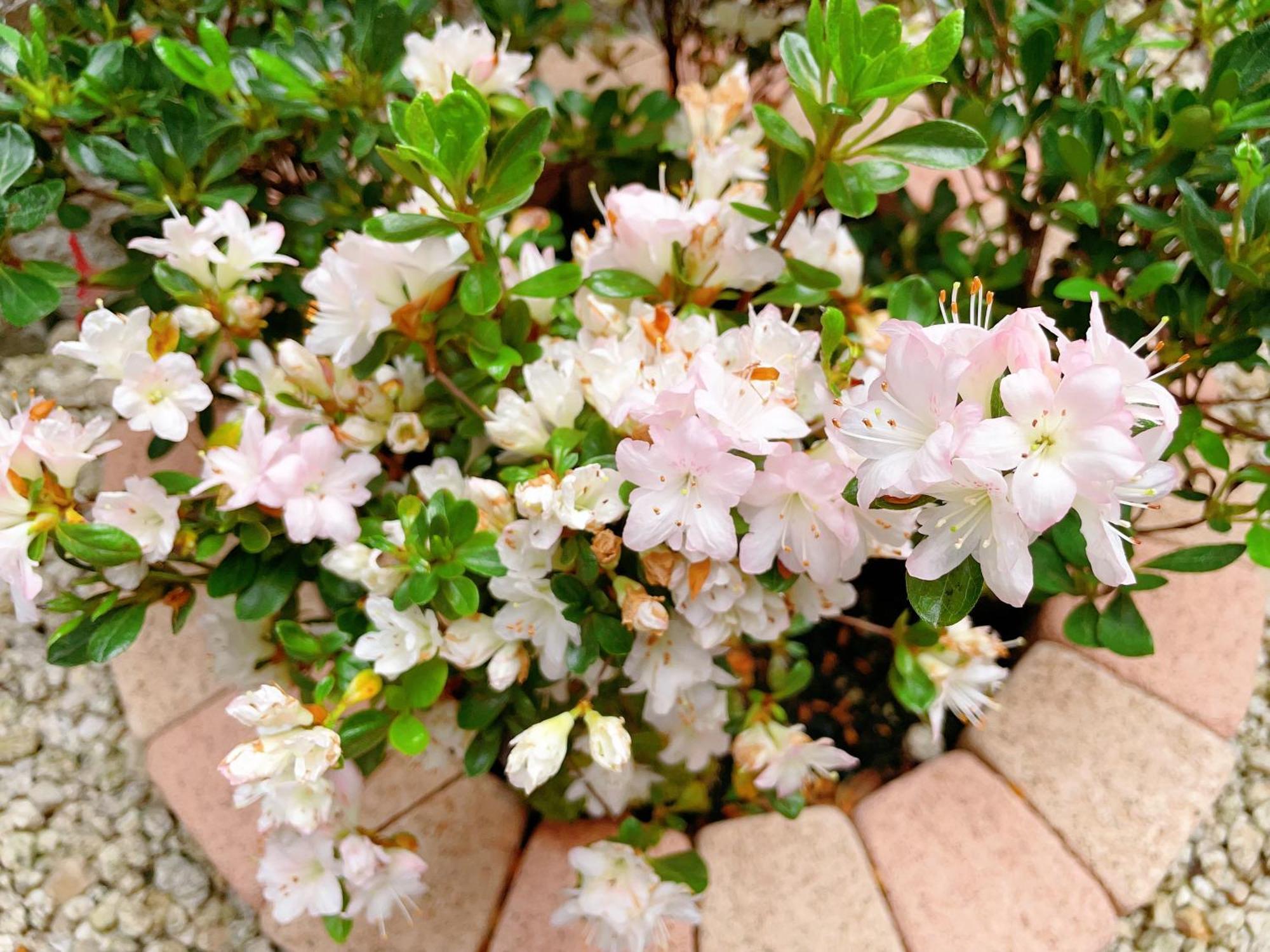 Suikakan Heianjingumae 酔花間 Quioto Exterior foto